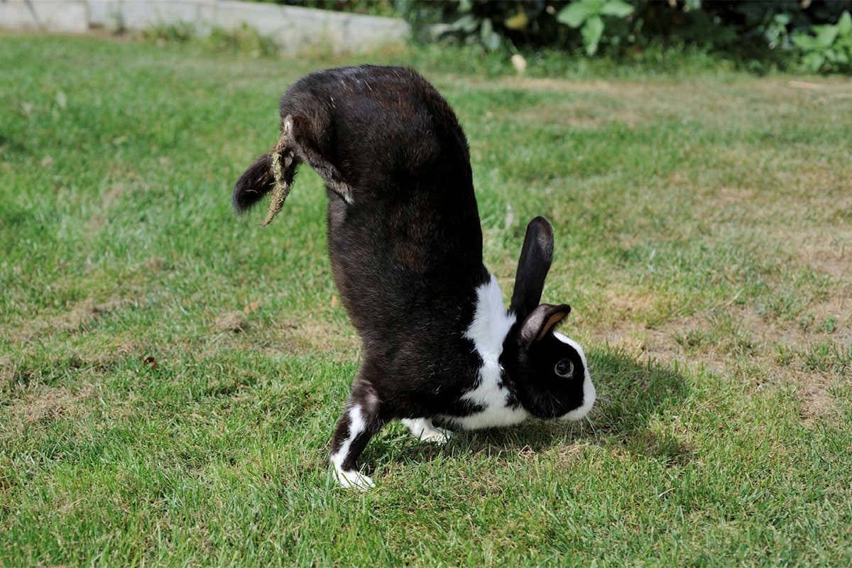 چرا برخی خرگوش‌ها روی دستان خود راه می‌روند