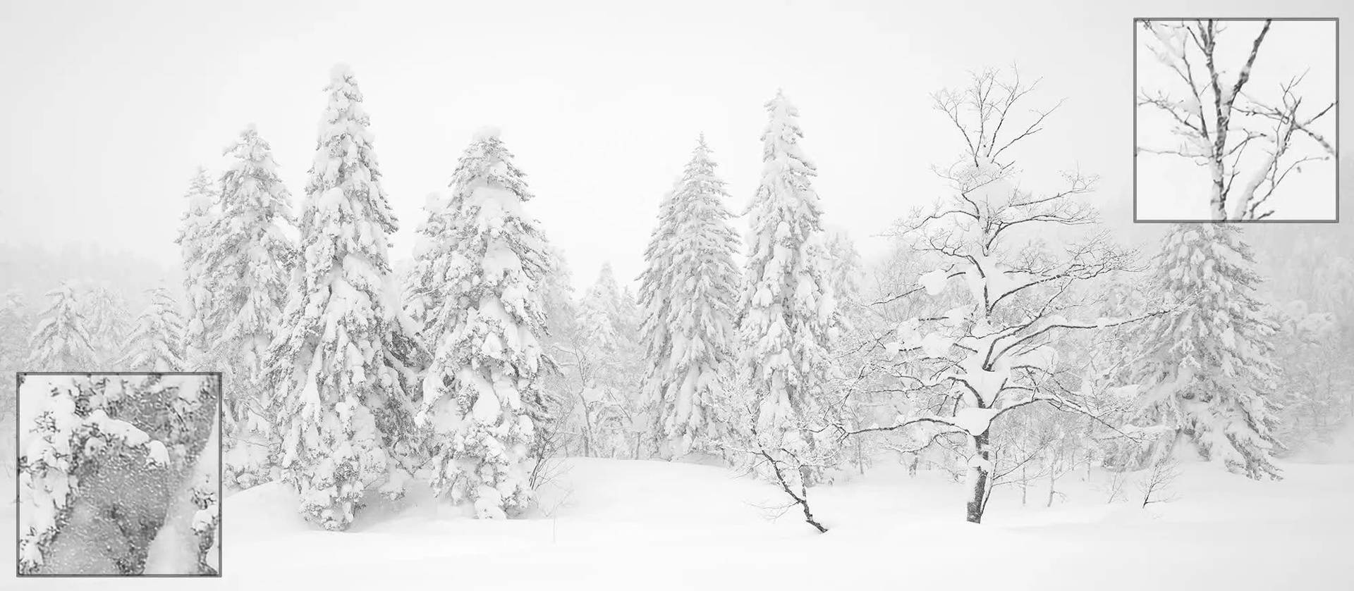 نمای جنگل برفی در زمستان کراپ تصویر درخت