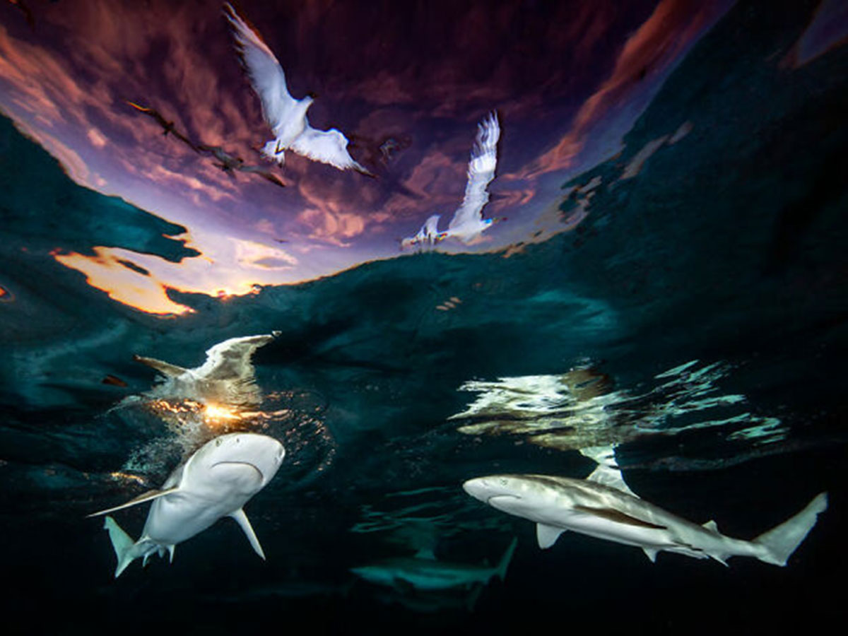 نورگیر کوسه‌ها (Sharks’ Skylight) اثر رنه کاپوزولا (ایالات متحده آمریکا)
