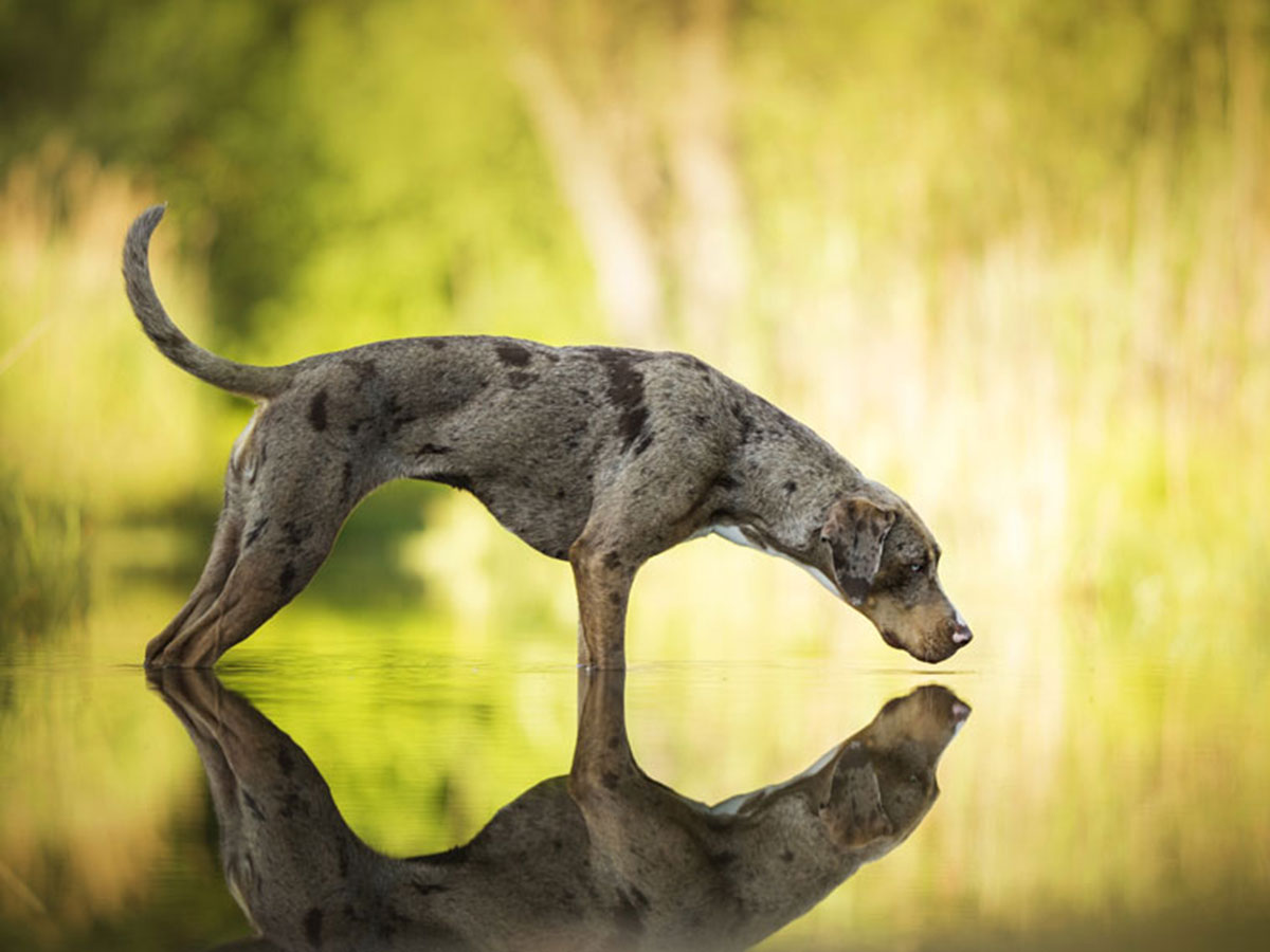 11 1 - جذاب‌ترین تصاویر مسابقه «عکاس سال سگ کلاب کنل»