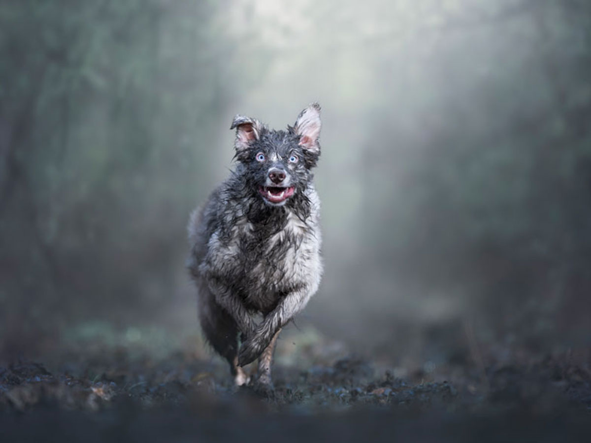 12 1 - جذاب‌ترین تصاویر مسابقه «عکاس سال سگ کلاب کنل»