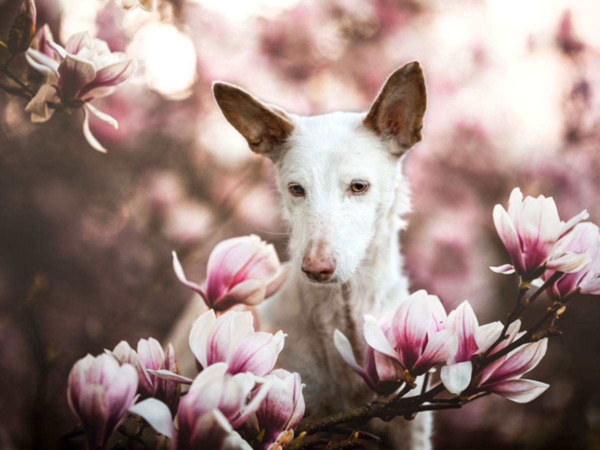 14 1 - جذاب‌ترین تصاویر مسابقه «عکاس سال سگ کلاب کنل»