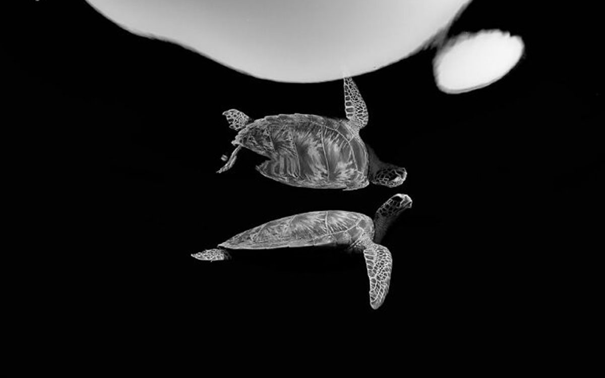 لاک‌پشت دوگانه (Double Turtle) اثر رناتا رومئو (ایتالیا)