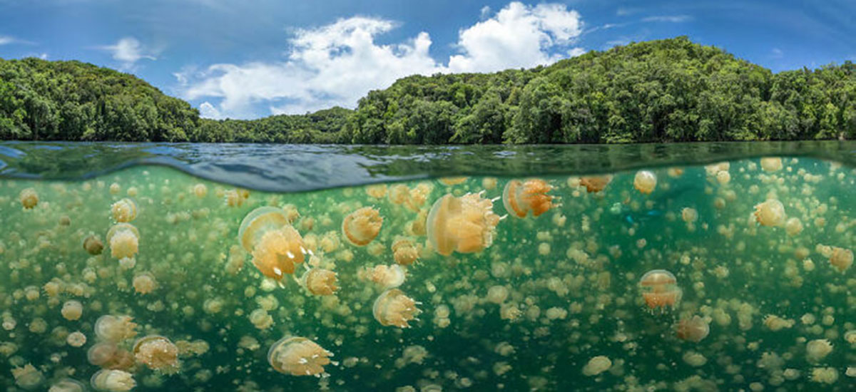 انبوهی از عروس‌های دریایی (Jellyfish Galore) اثر اولگ گپونیوک (روسیه)