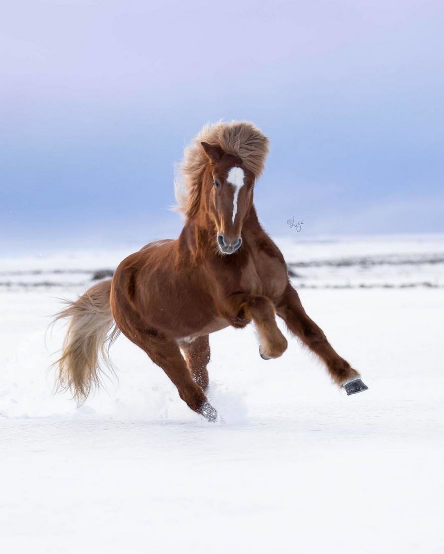 اسب‌های ایسلندی