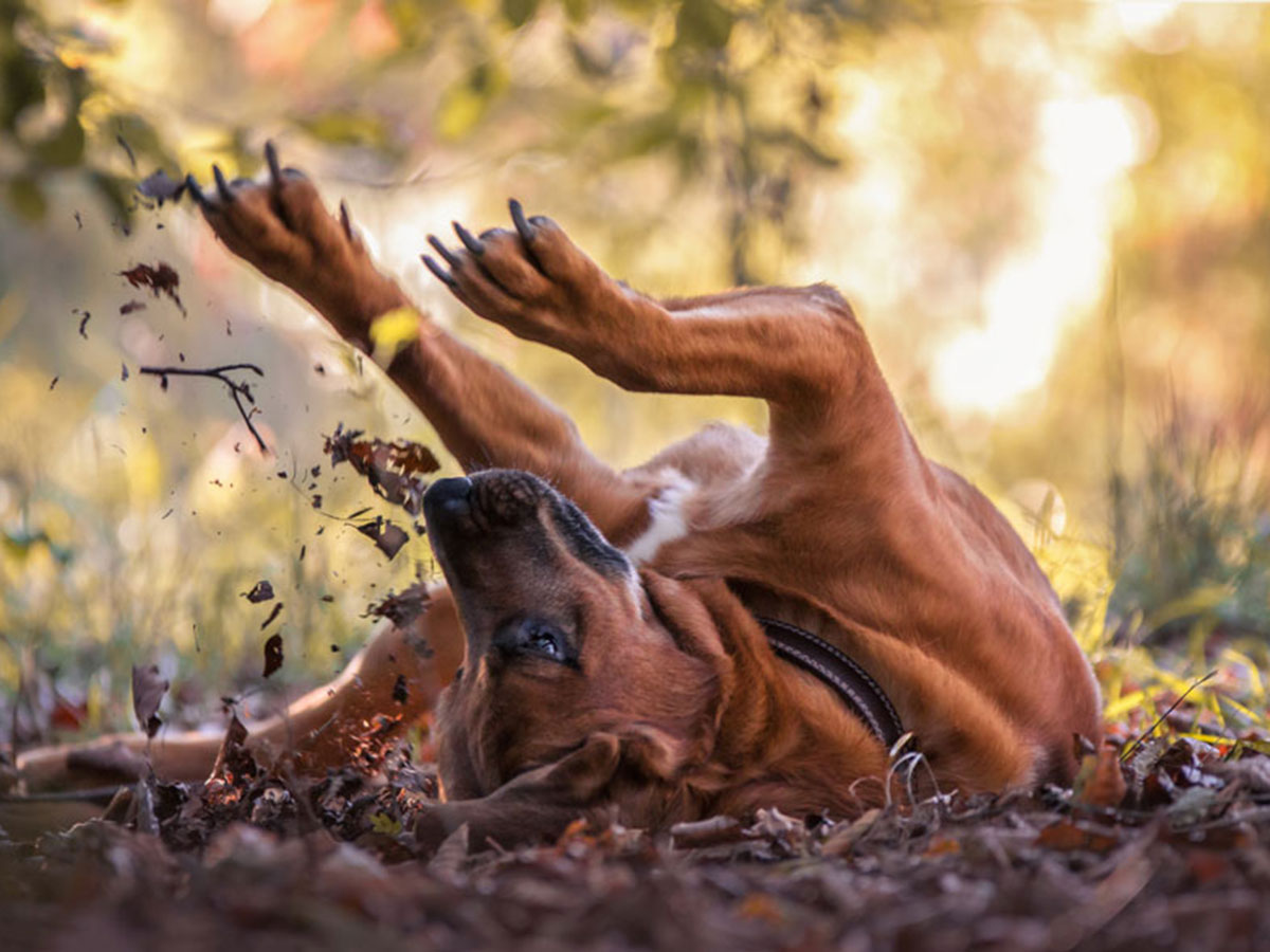 17 1 - جذاب‌ترین تصاویر مسابقه «عکاس سال سگ کلاب کنل»