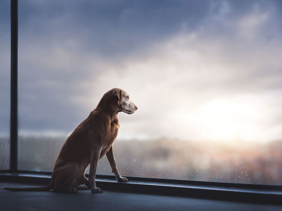 19 1 - جذاب‌ترین تصاویر مسابقه «عکاس سال سگ کلاب کنل»