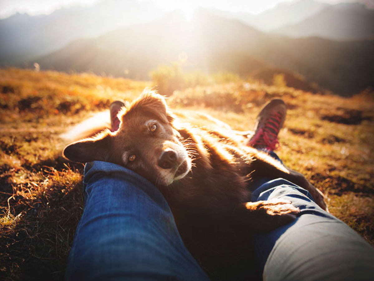 2 2 - جذاب‌ترین تصاویر مسابقه «عکاس سال سگ کلاب کنل»