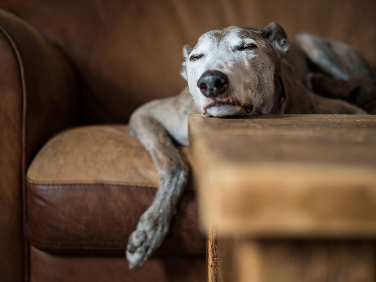 20 1 - جذاب‌ترین تصاویر مسابقه «عکاس سال سگ کلاب کنل»