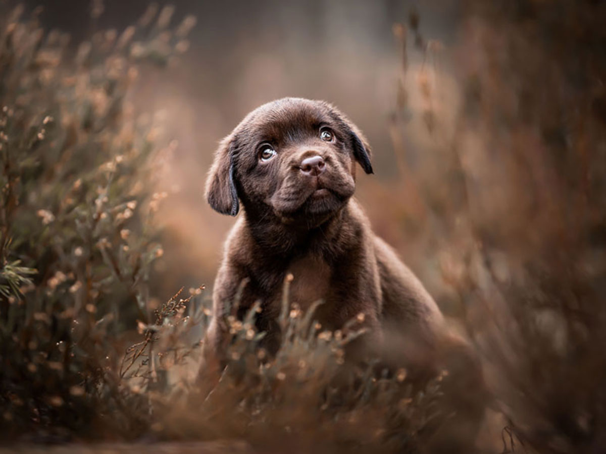 21 1 - جذاب‌ترین تصاویر مسابقه «عکاس سال سگ کلاب کنل»