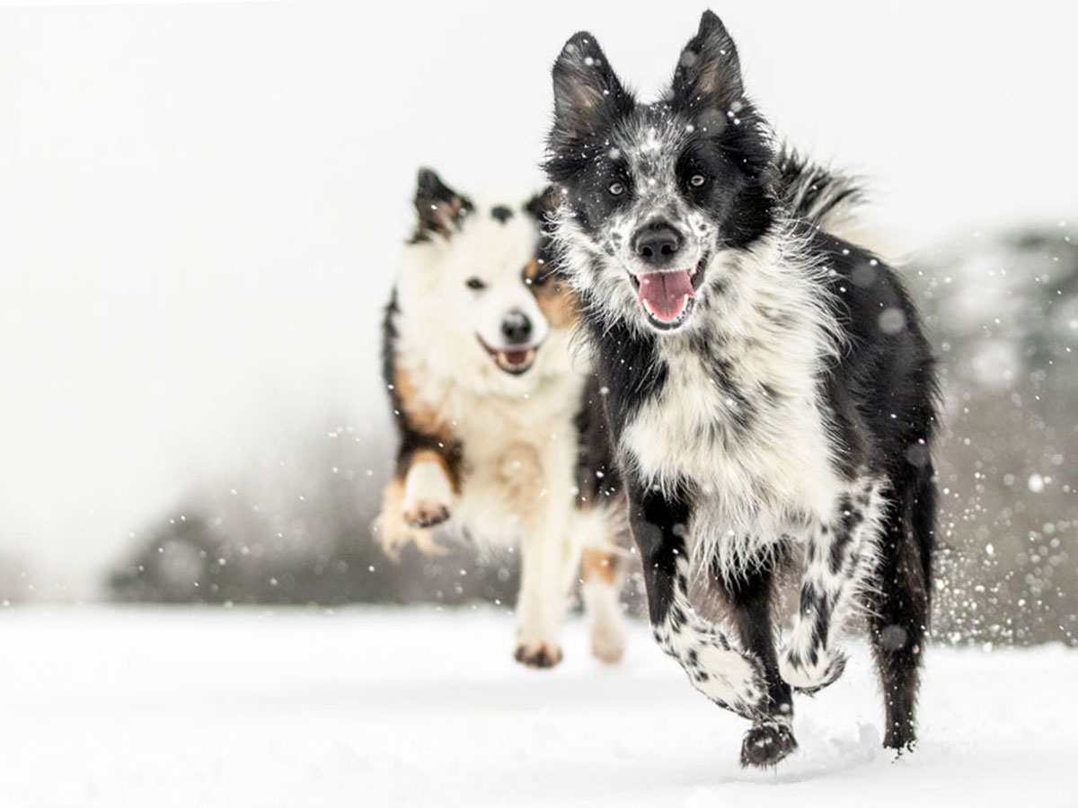 23 1 - جذاب‌ترین تصاویر مسابقه «عکاس سال سگ کلاب کنل»