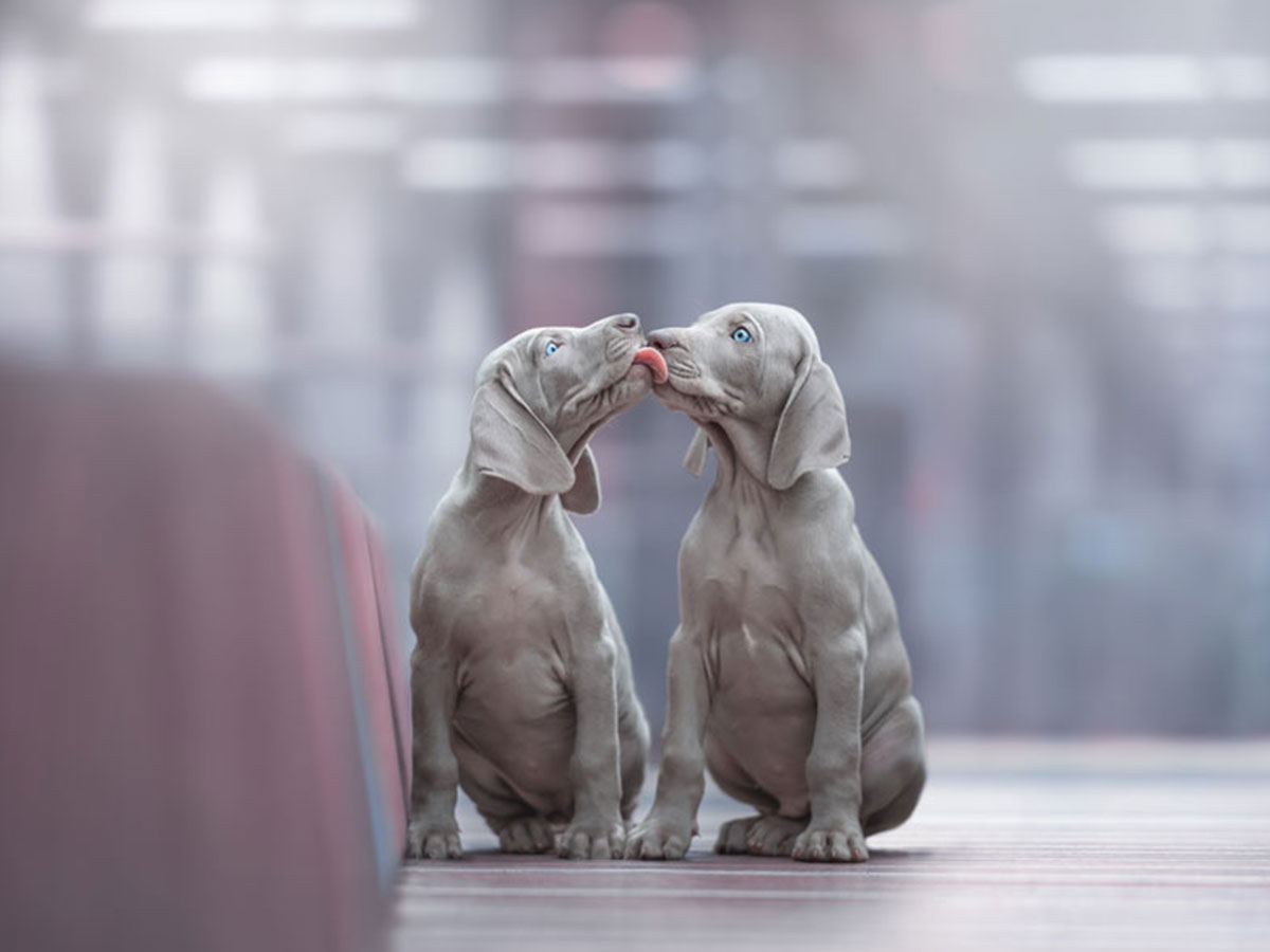 24 1 - جذاب‌ترین تصاویر مسابقه «عکاس سال سگ کلاب کنل»
