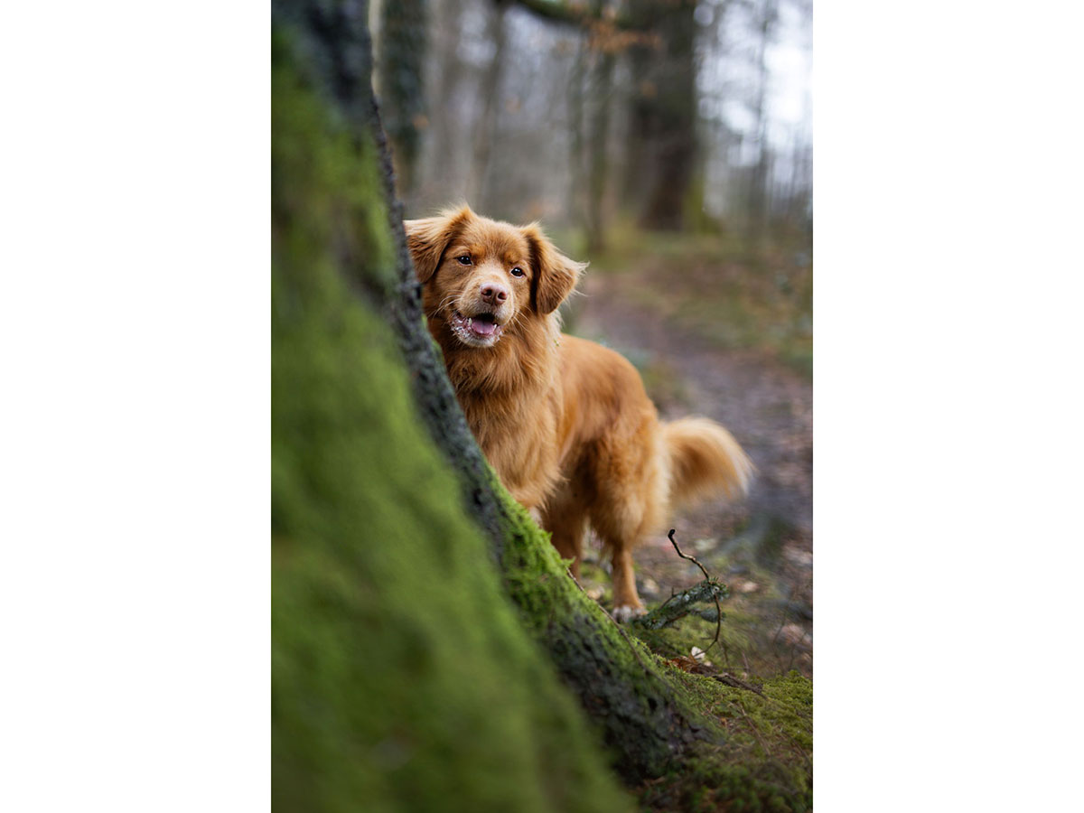 29%5D - جذاب‌ترین تصاویر مسابقه «عکاس سال سگ کلاب کنل»