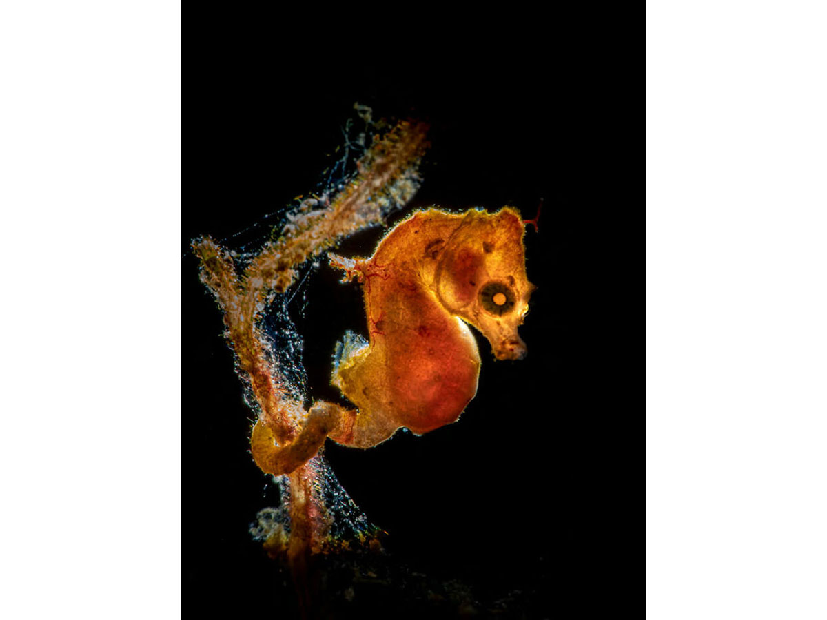 اسب دریایی پونتویی پیگمی (Pontohi Pigmy Seahorse) اثر گالیس هوارا (نروژ)