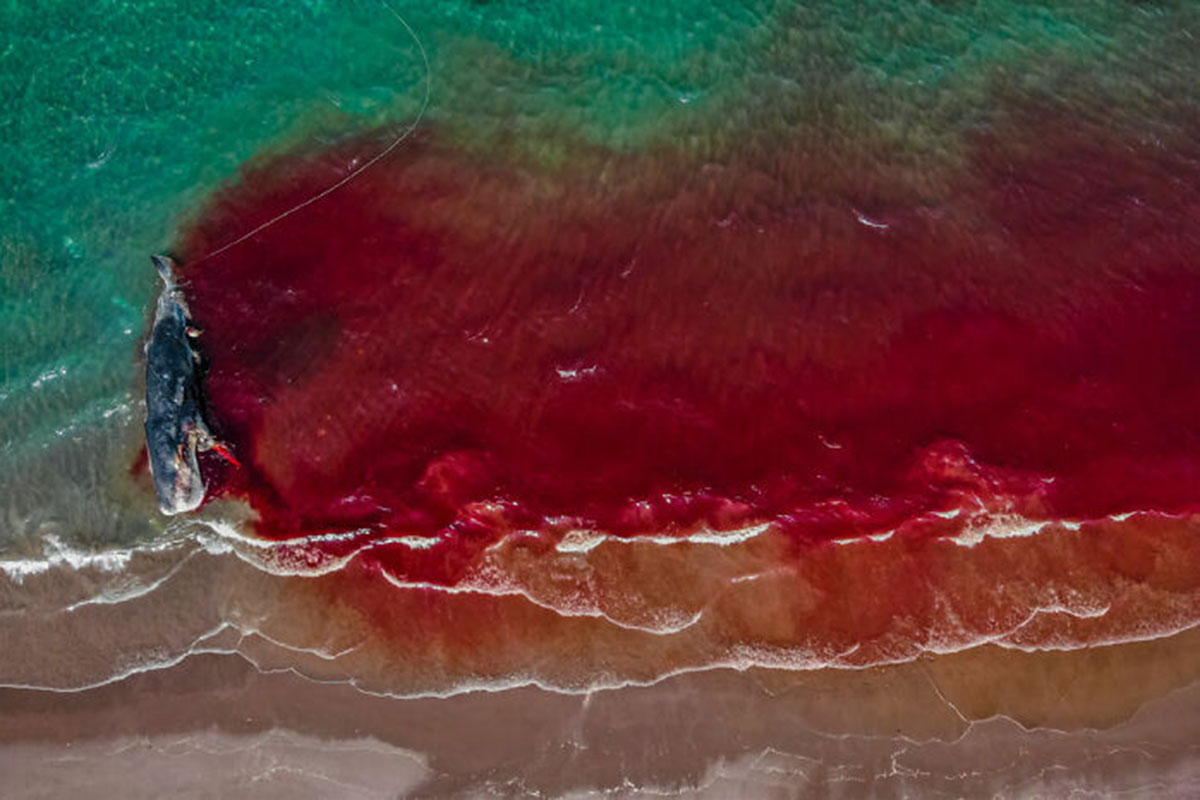 رودخانه خون از یک نهنگ مرده، اثر رافائل فرناندز کابالیرو (اسپانیا)