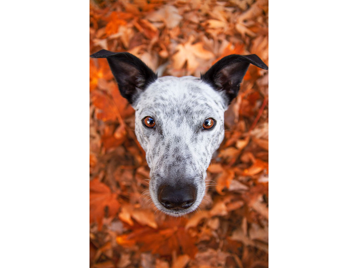 4 2 - جذاب‌ترین تصاویر مسابقه «عکاس سال سگ کلاب کنل»