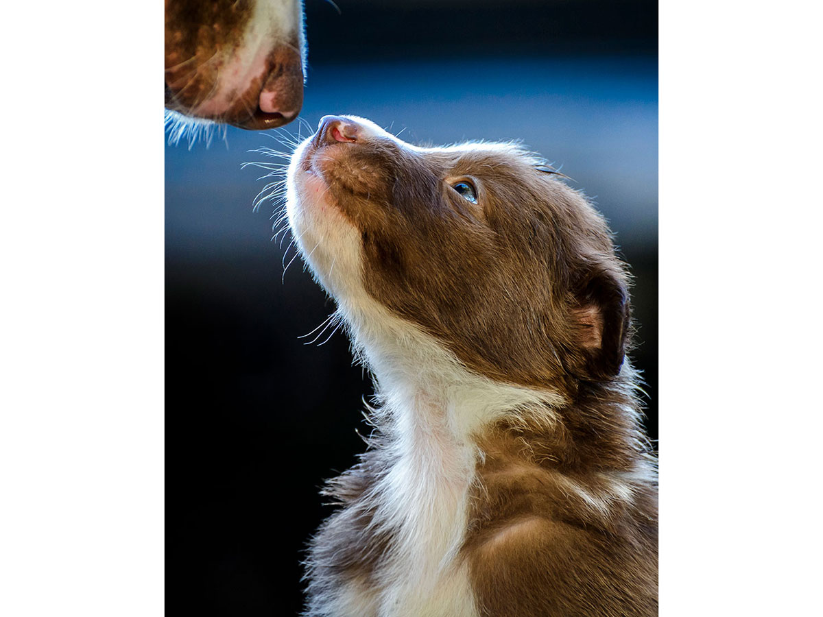 5 2 - جذاب‌ترین تصاویر مسابقه «عکاس سال سگ کلاب کنل»