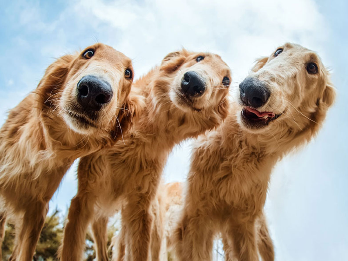 6 1 - جذاب‌ترین تصاویر مسابقه «عکاس سال سگ کلاب کنل»