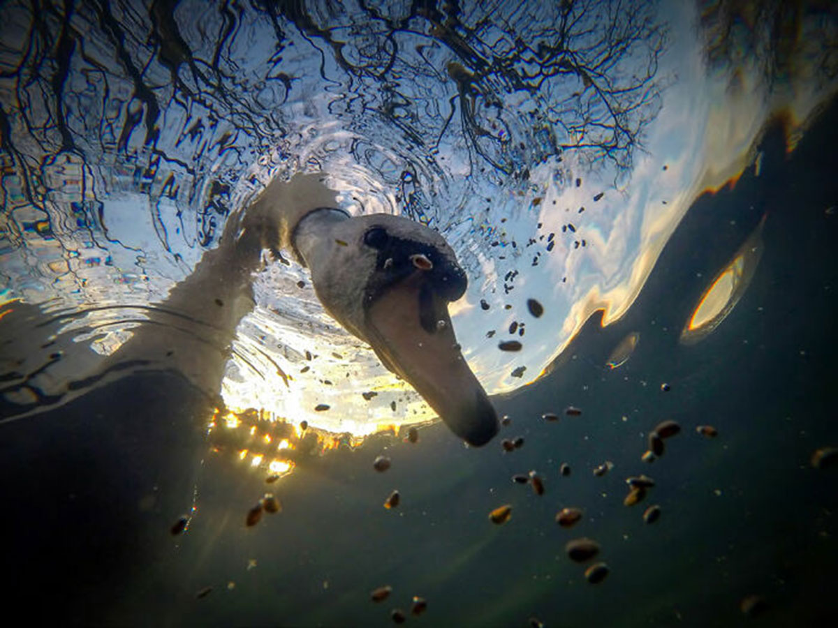 قوی بی‌صدای طلوع خورشید، زیر آب غذا می‌خورد، اثر ایان وید (انگلستان)