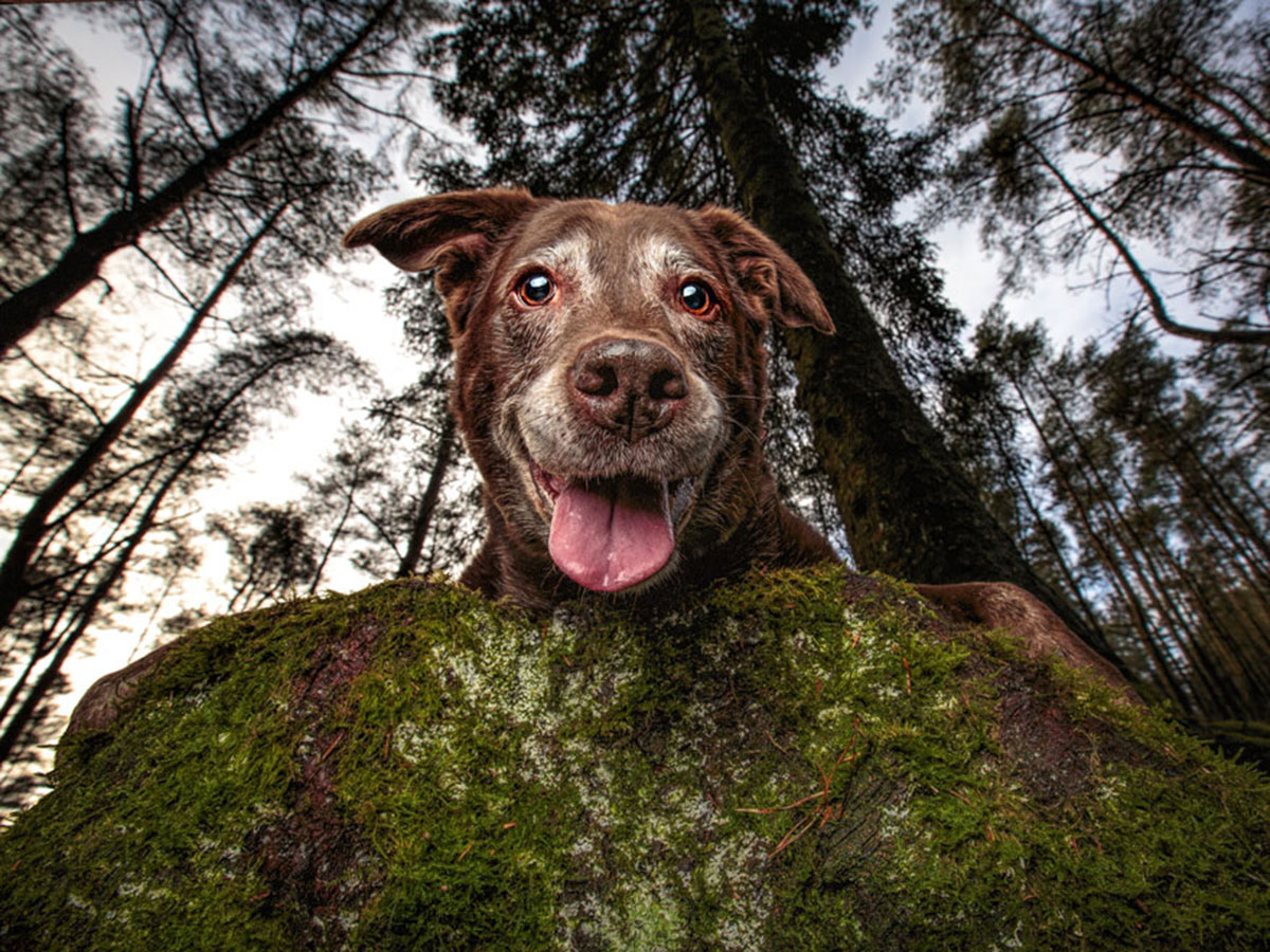 8 2 - جذاب‌ترین تصاویر مسابقه «عکاس سال سگ کلاب کنل»