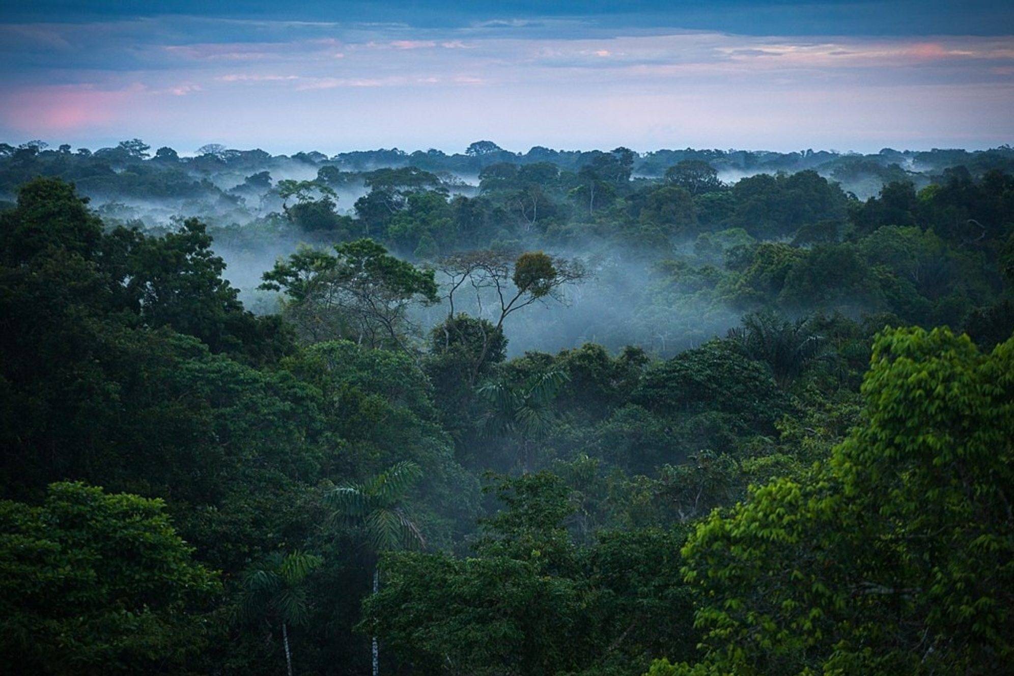 سیارکی که دایناسورها را کشت، جنگل بارانی آمازون را ایجاد کرد