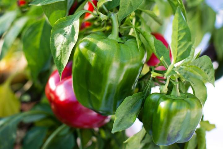 bell peppers green - آیا فلفل دلمه‌ای جنسیت دارد؟