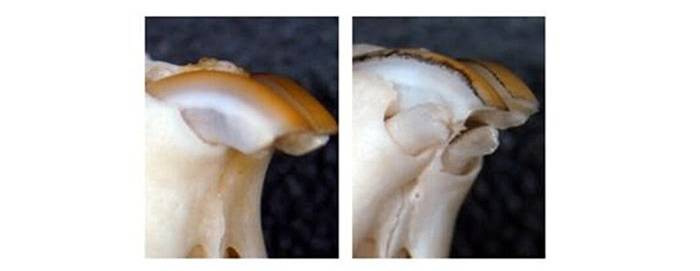 Tooth regrowth in mice 