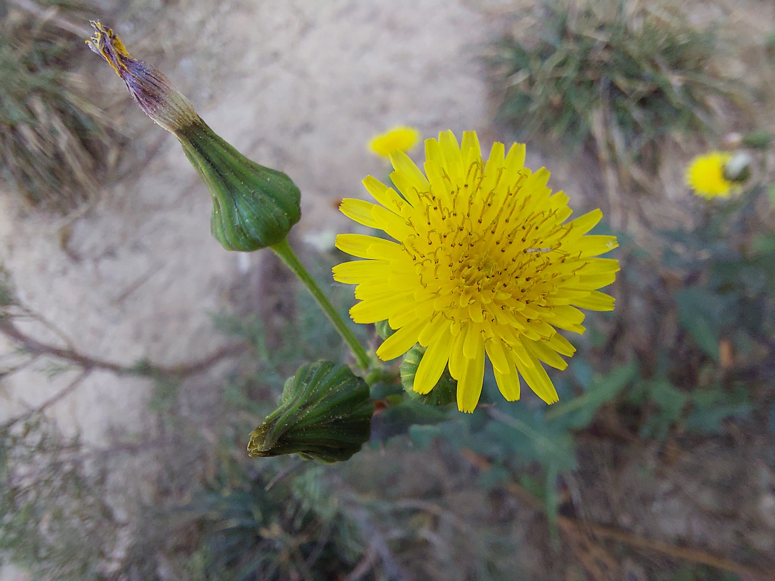 عکس نمونه دوربین ماکرو گلکسی A52 - یک گل زرد از نمای نزدیک