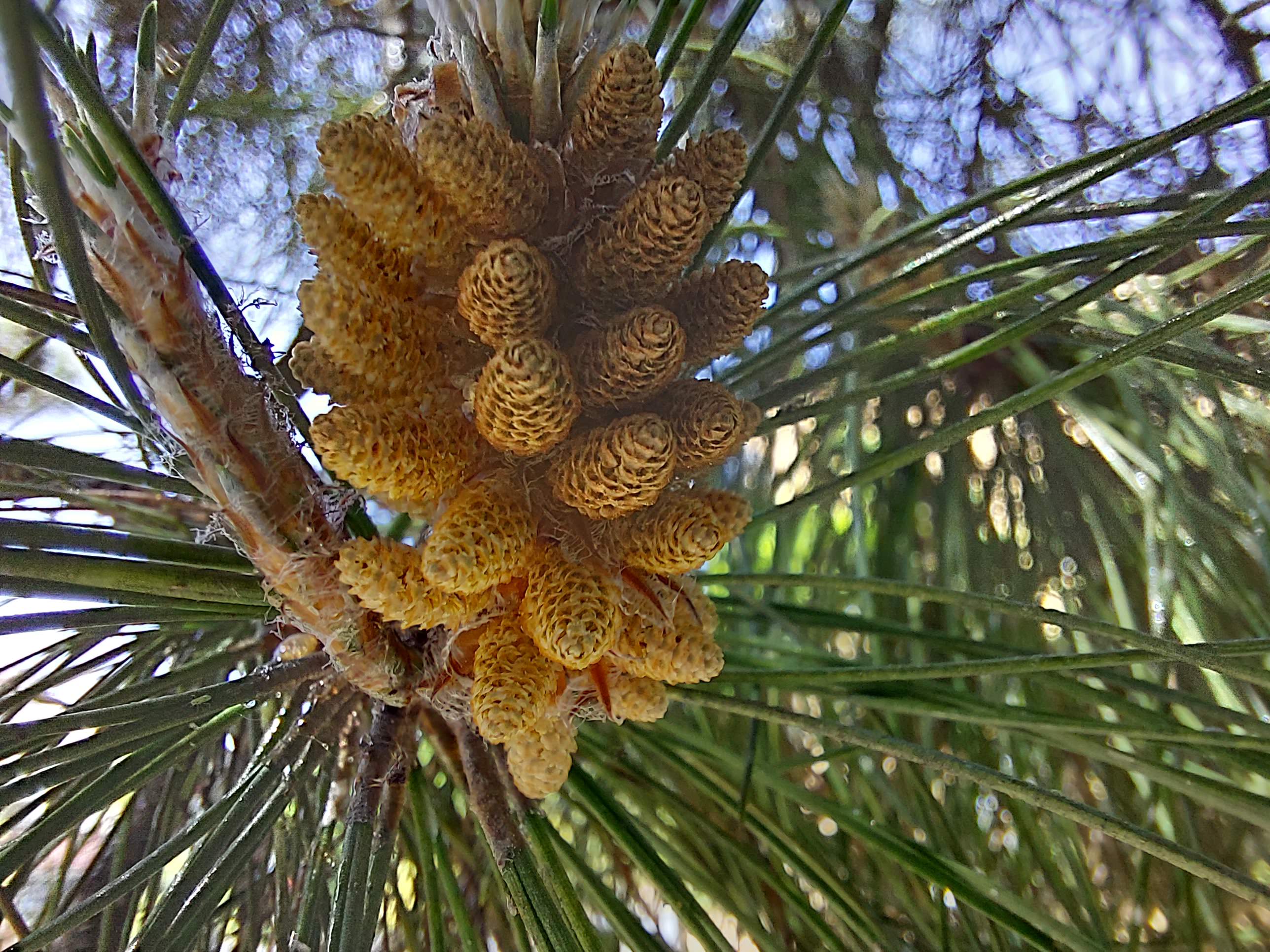 Sample photo of the Galaxy A52 macro camera - the fruit of a tree up close