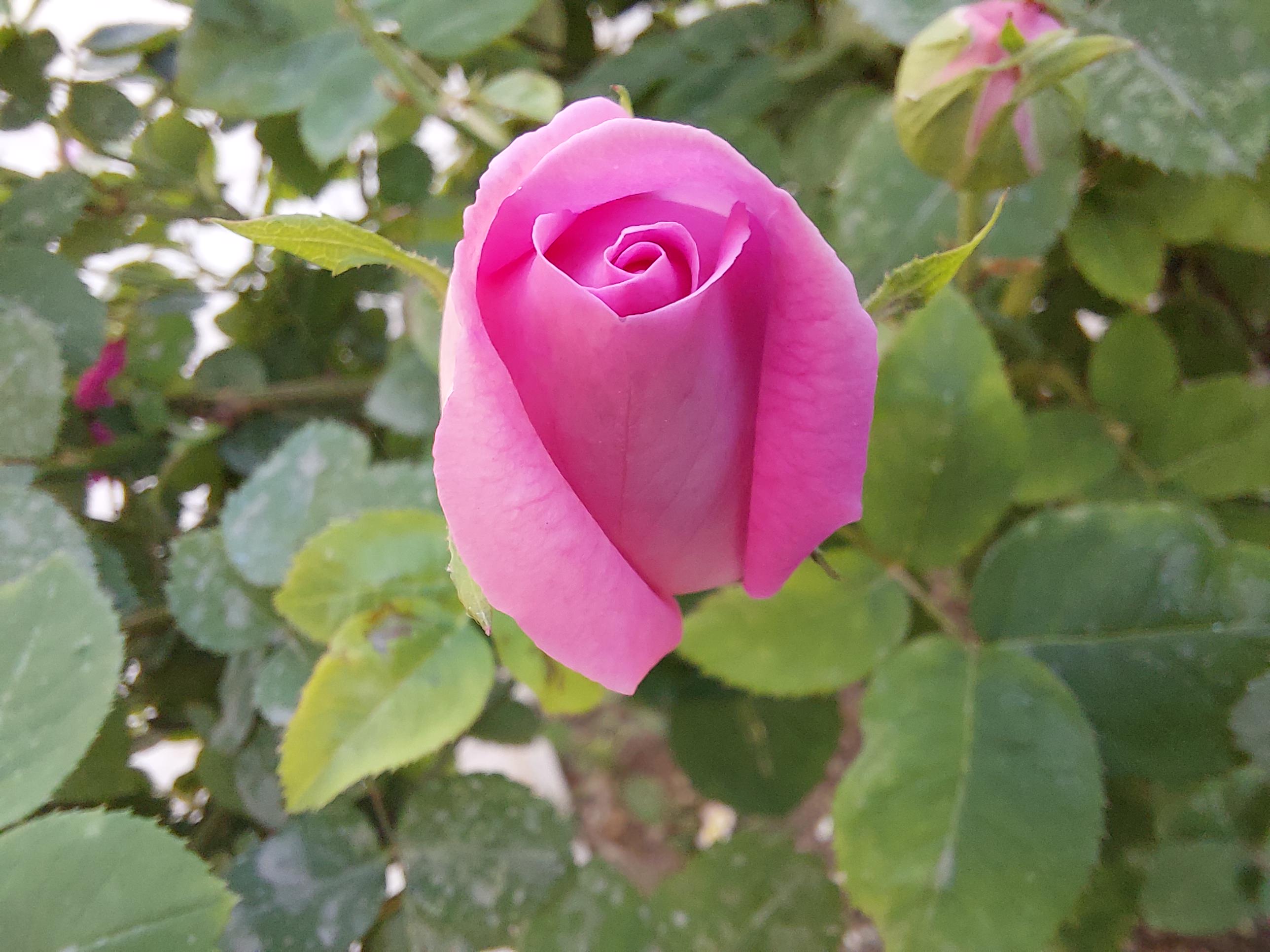 Sample photo of the Galaxy A52 macro camera - a close-up rose
