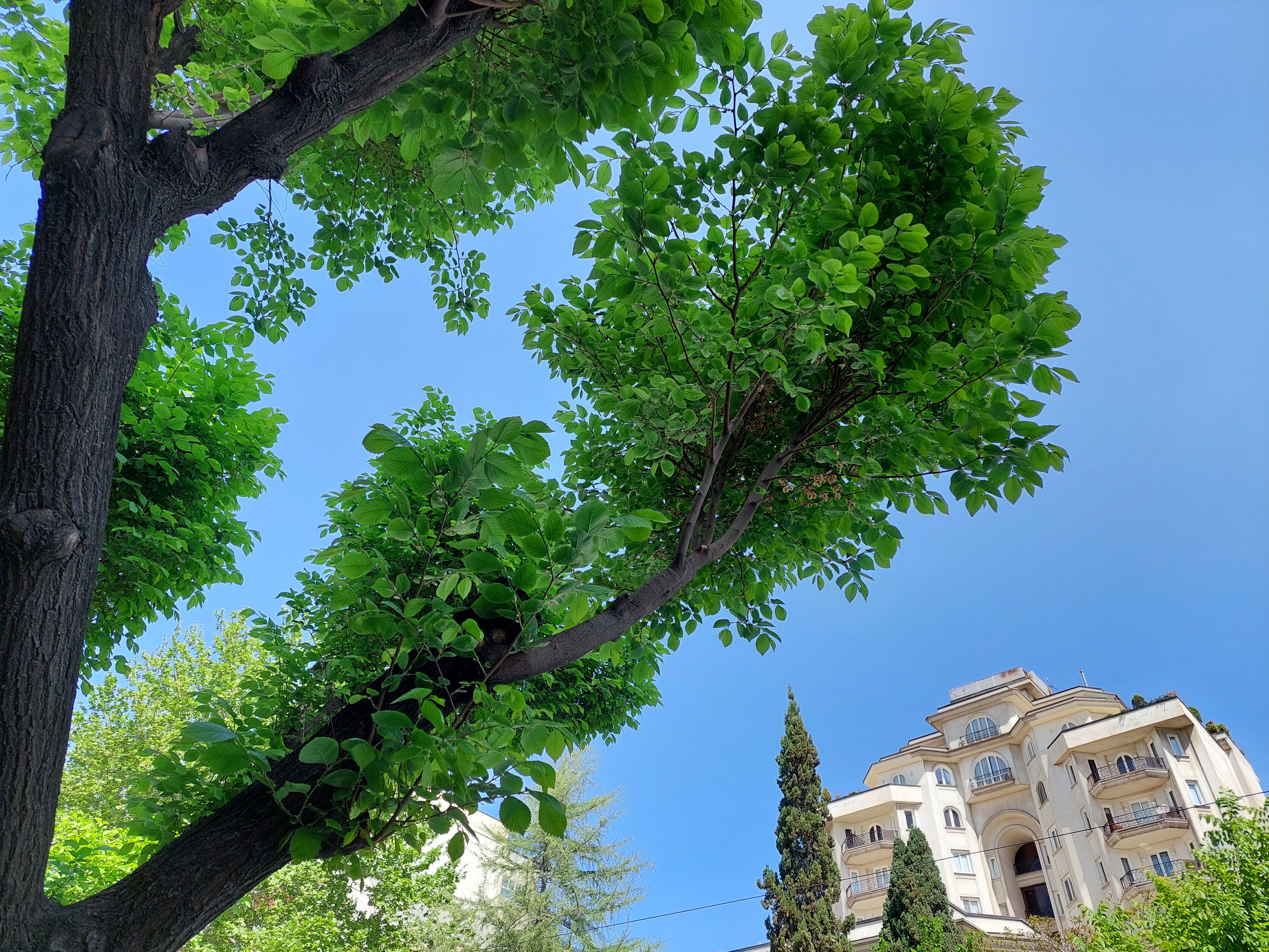 Sample photo of the Galaxy A52 wide-angle camera in good light - a tree in one of the alleys of Jordan Street