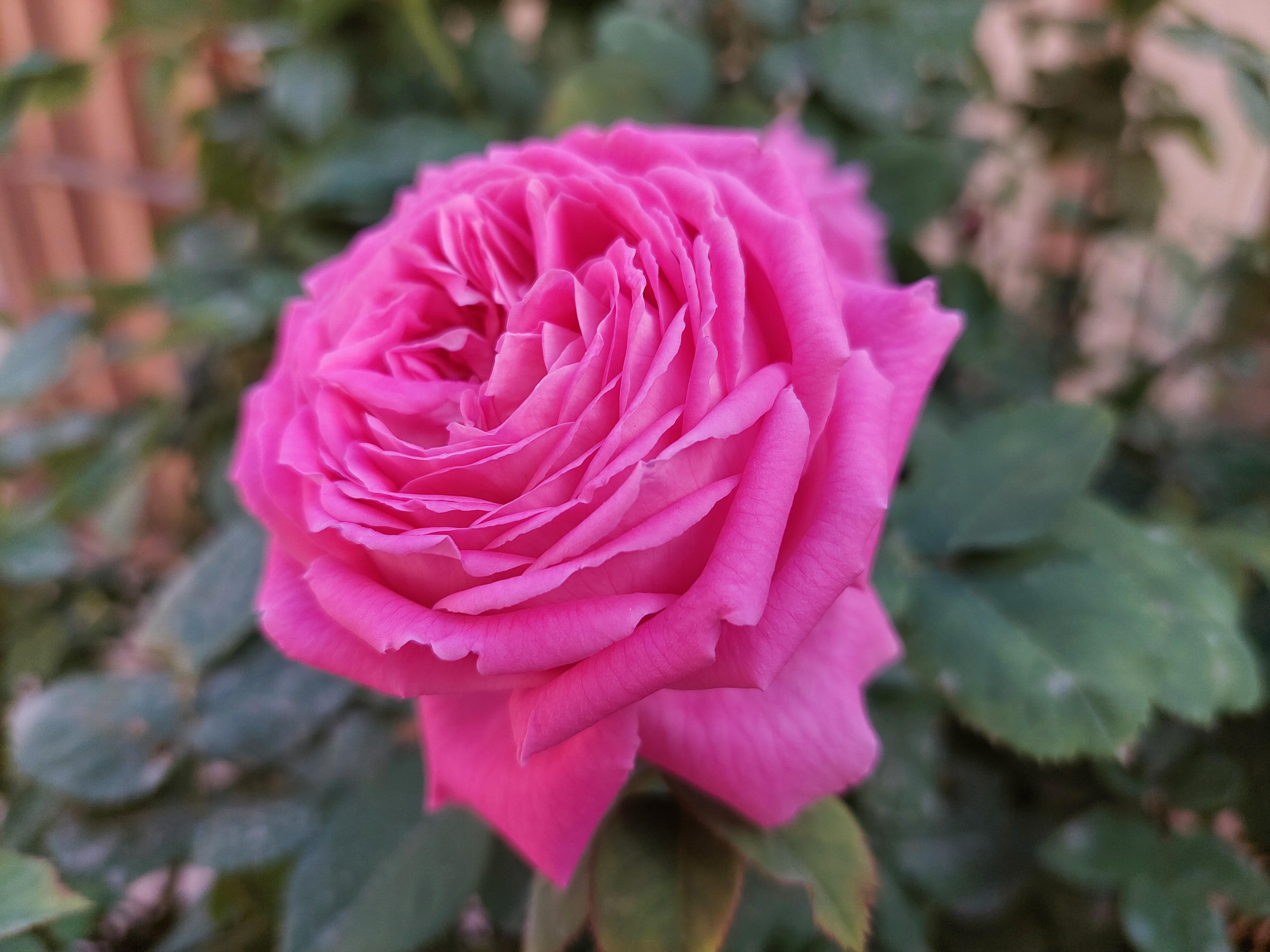 Sample photo of the Galaxy A52 wide-angle camera in the right light - a photo of a rose