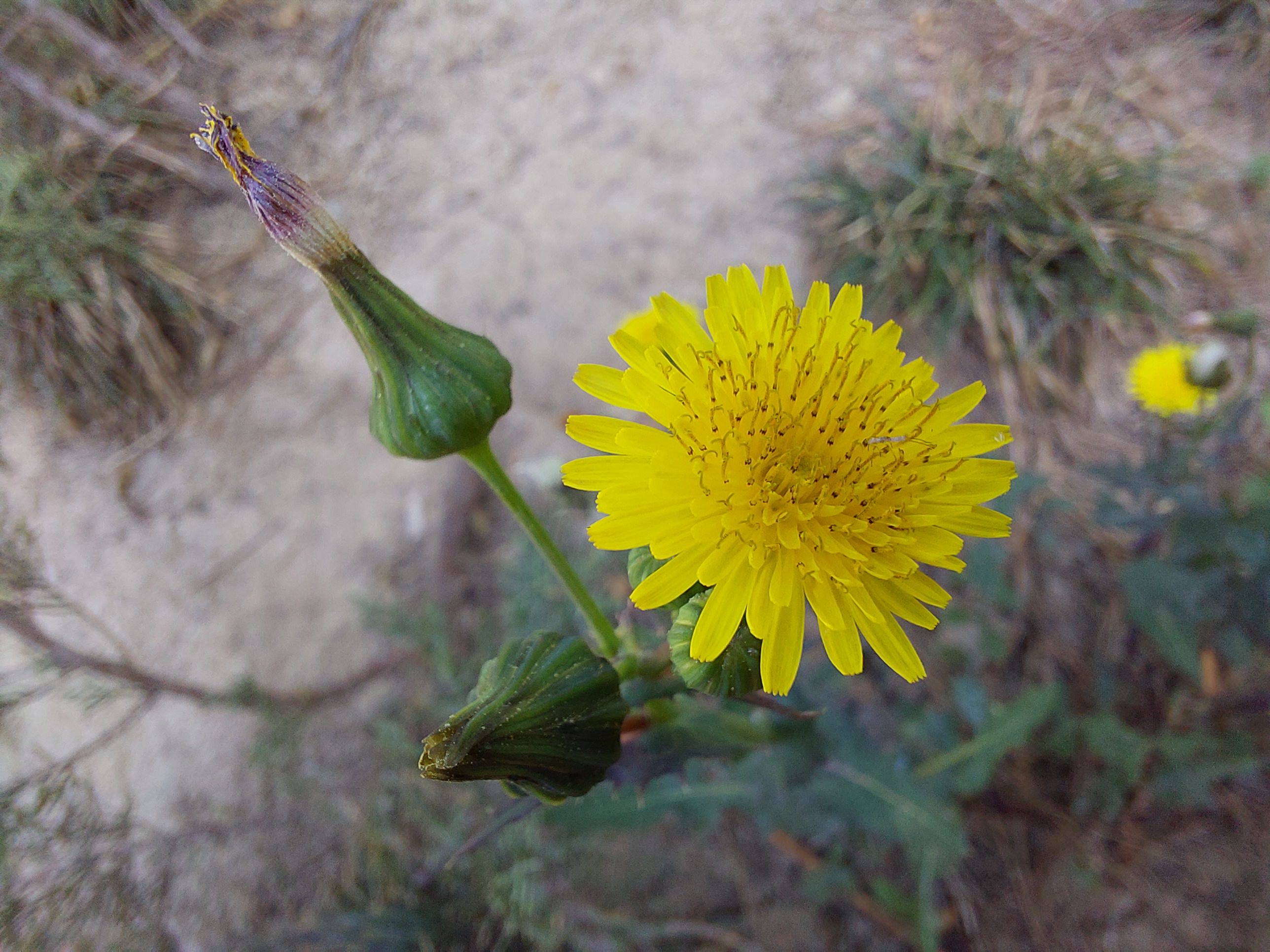 Sample photo of the Galaxy A72 macro camera - a yellow flower up close
