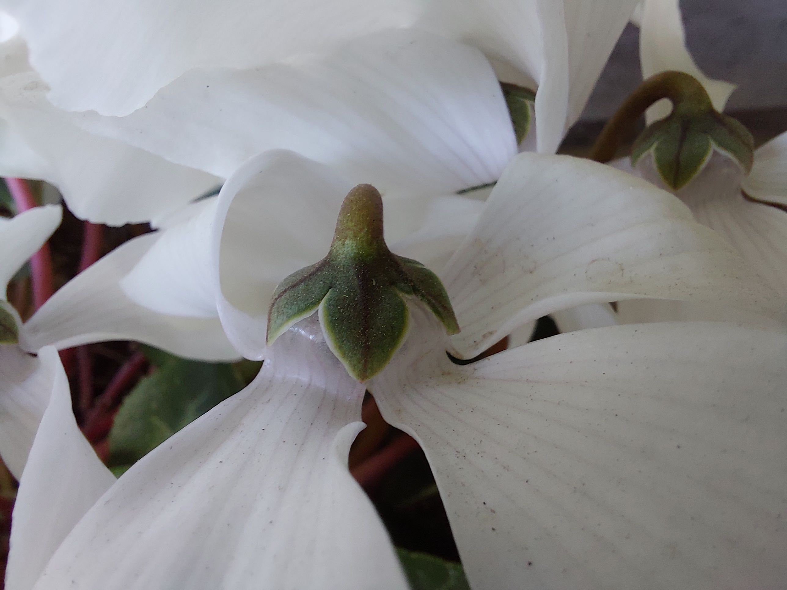 Sample photo of the Galaxy A72 macro camera - a white flower up close