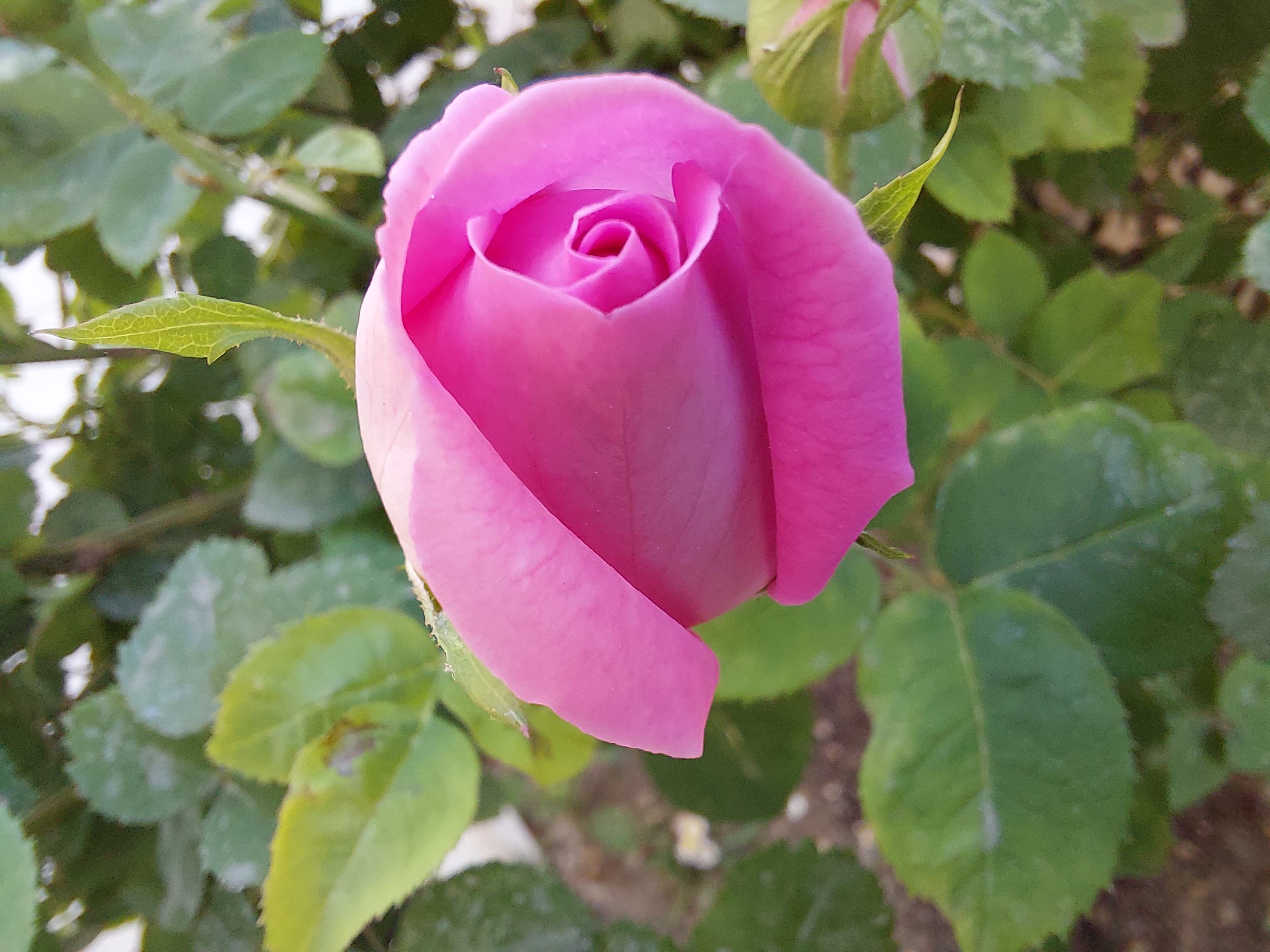 Sample photo of the Galaxy A72 macro camera - a rose up close
