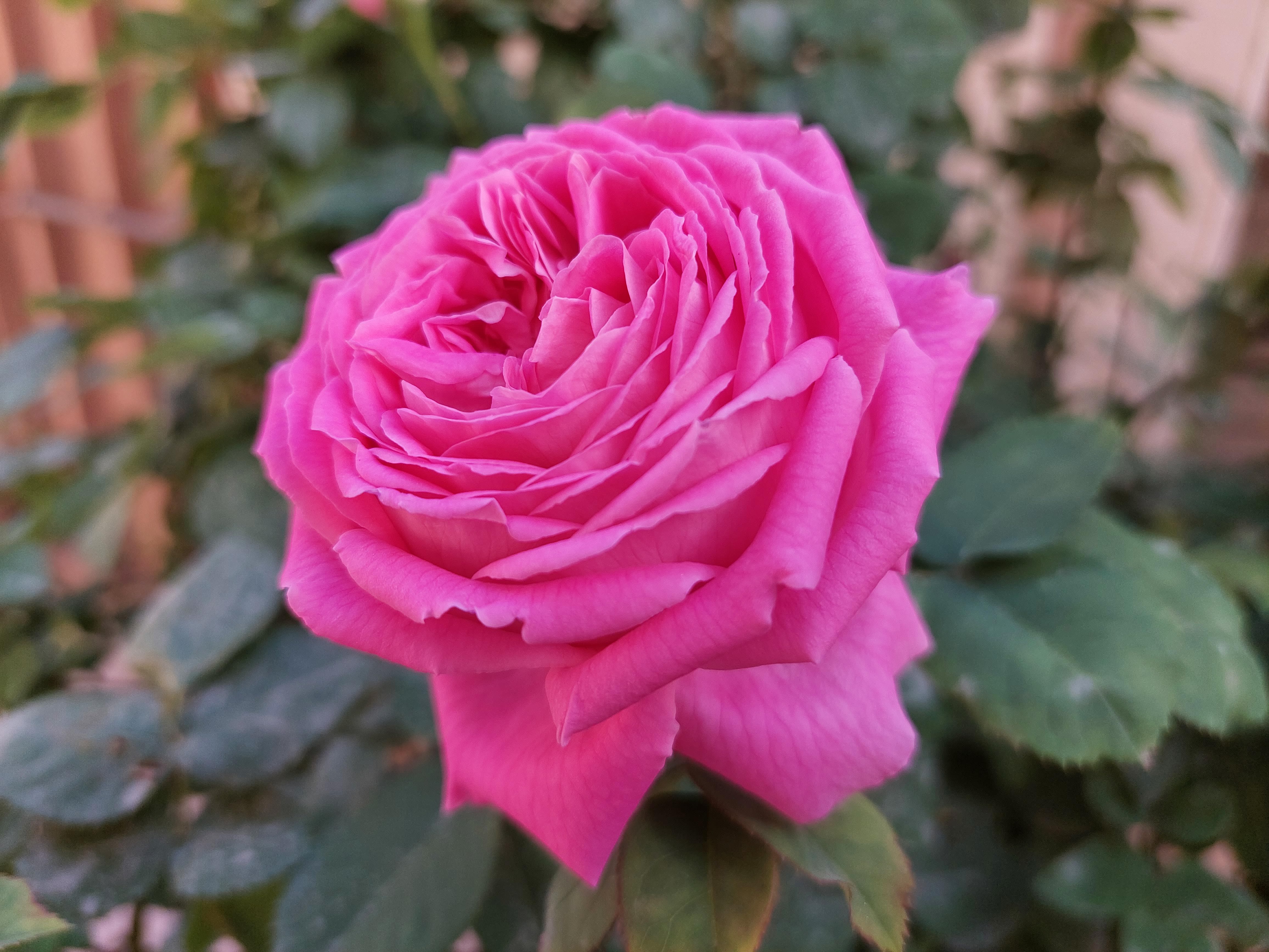 Sample photo of the Galaxy A72 wide-angle camera in good light - an image of a rose
