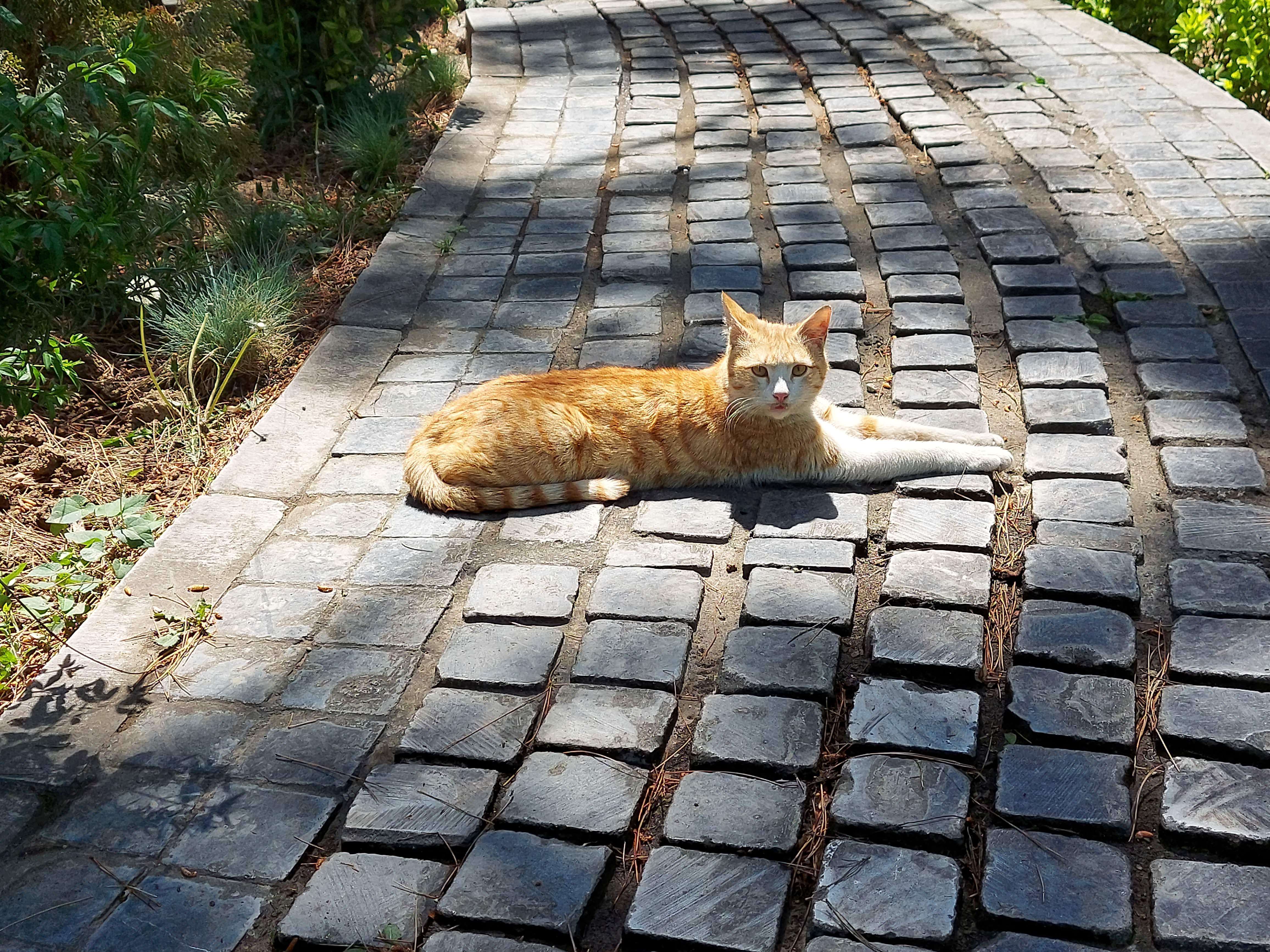عکس نمونه با زوم ۲ برابری گلکسی M51 سامسونگ - گربه ای در پارک صبا خیابان جردن