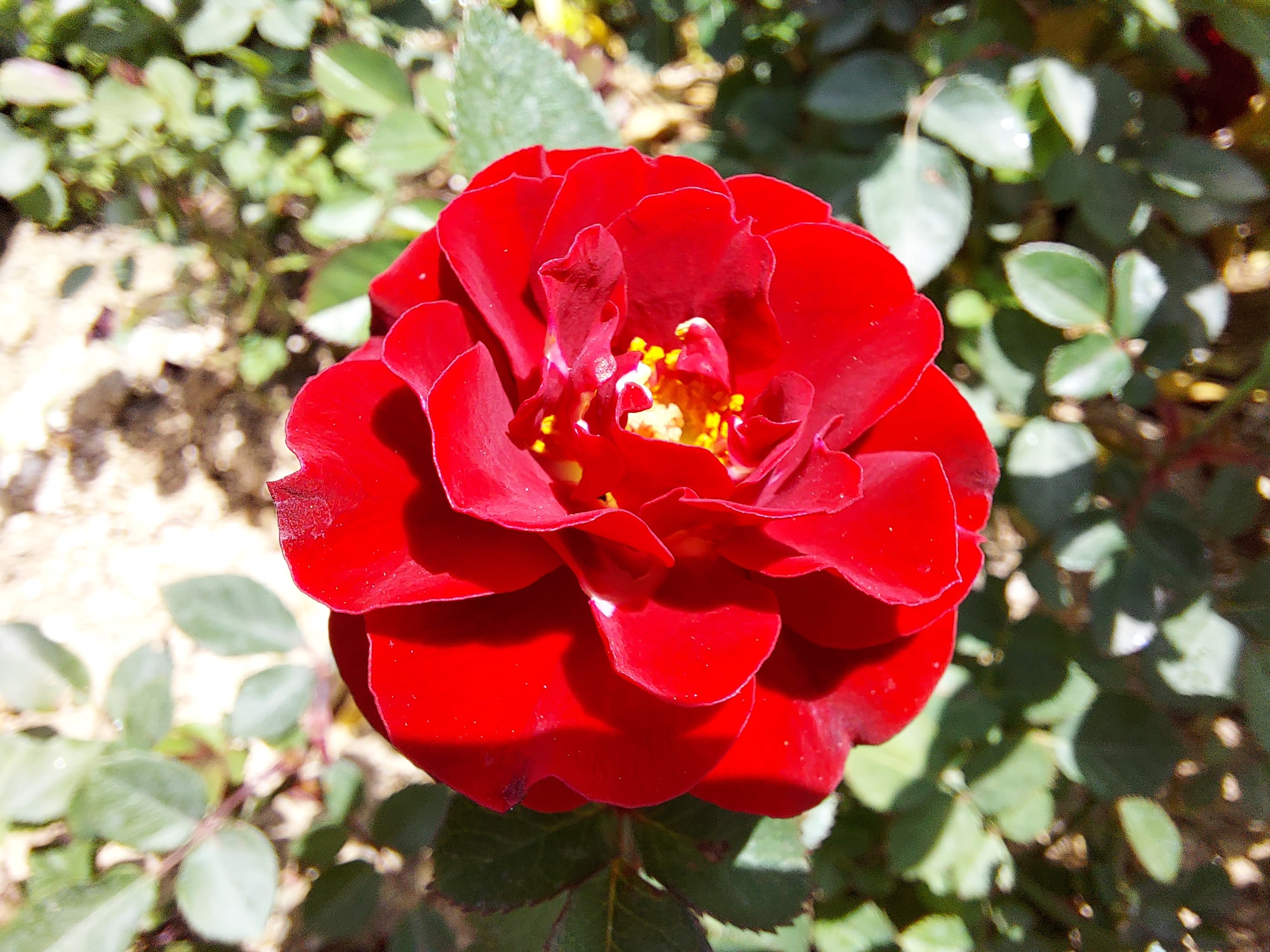 عکس نمونه ماکرو گلکسی M51 سامسونگ - نمای نزدیک از یک گل به رنگ قرمز