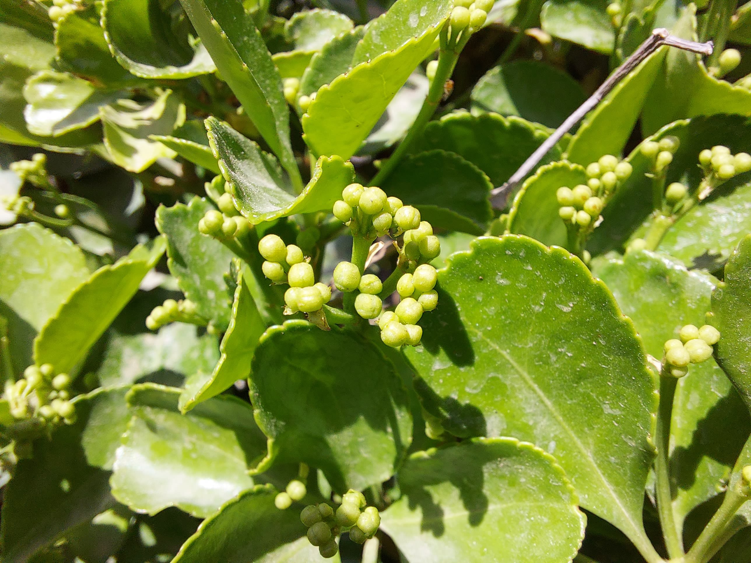 عکس نمونه ماکرو گلکسی M51 سامسونگ - نمای نزدیک از یک گیاه