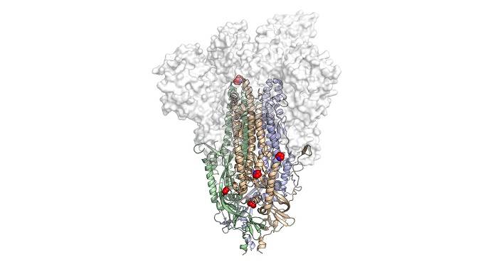 ساختار اسپایک اصلاح شده ویروس کرونا HexaPro