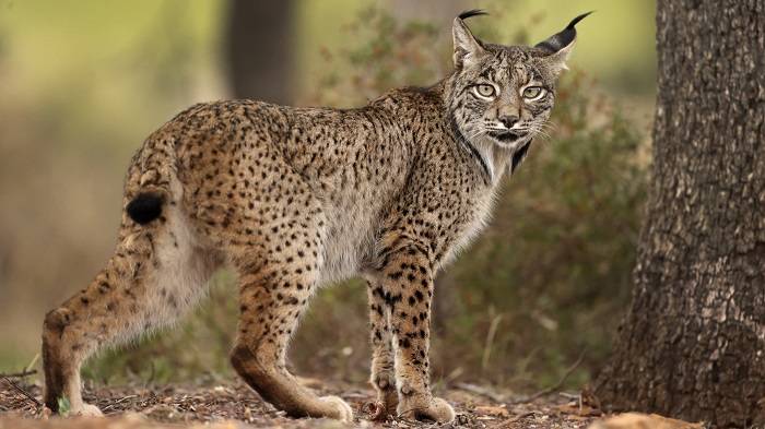 وشق ایبری / Iberian lynx