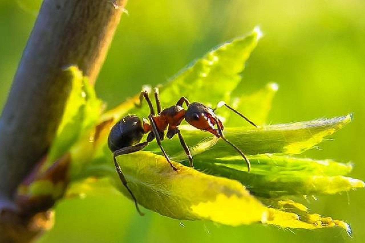نوعی مورچه‌ برای تبدیل شدن به ملکه، مغز خود را کوچک می‌کند