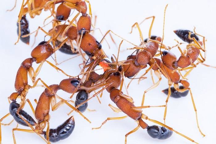 مورچه ها 