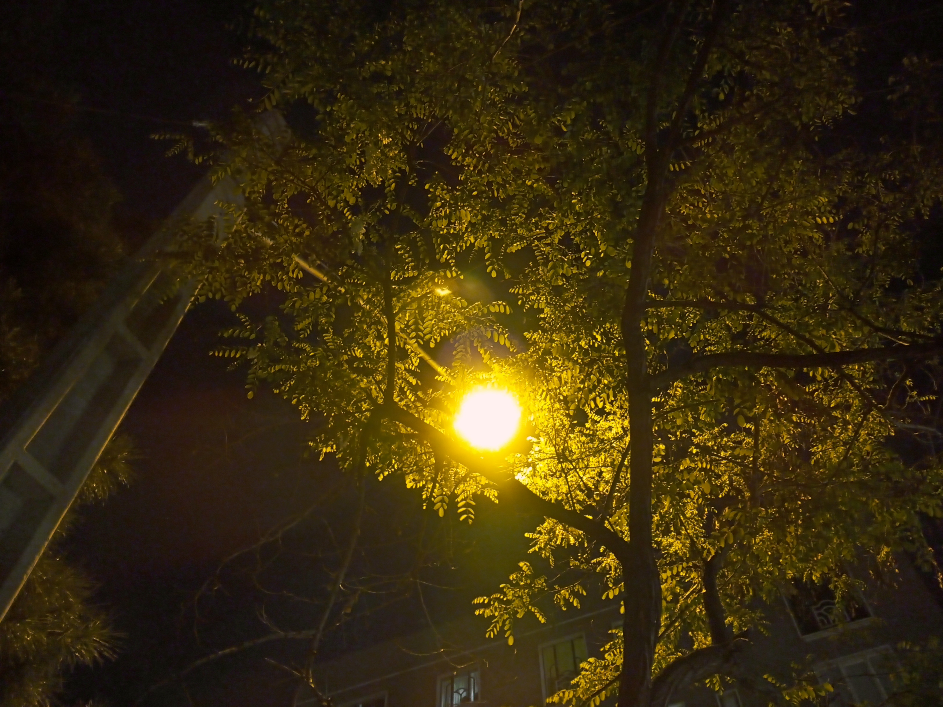 نمونه عکس دوربین اصلی ال جی K51S در شب - ماه در بین درختان