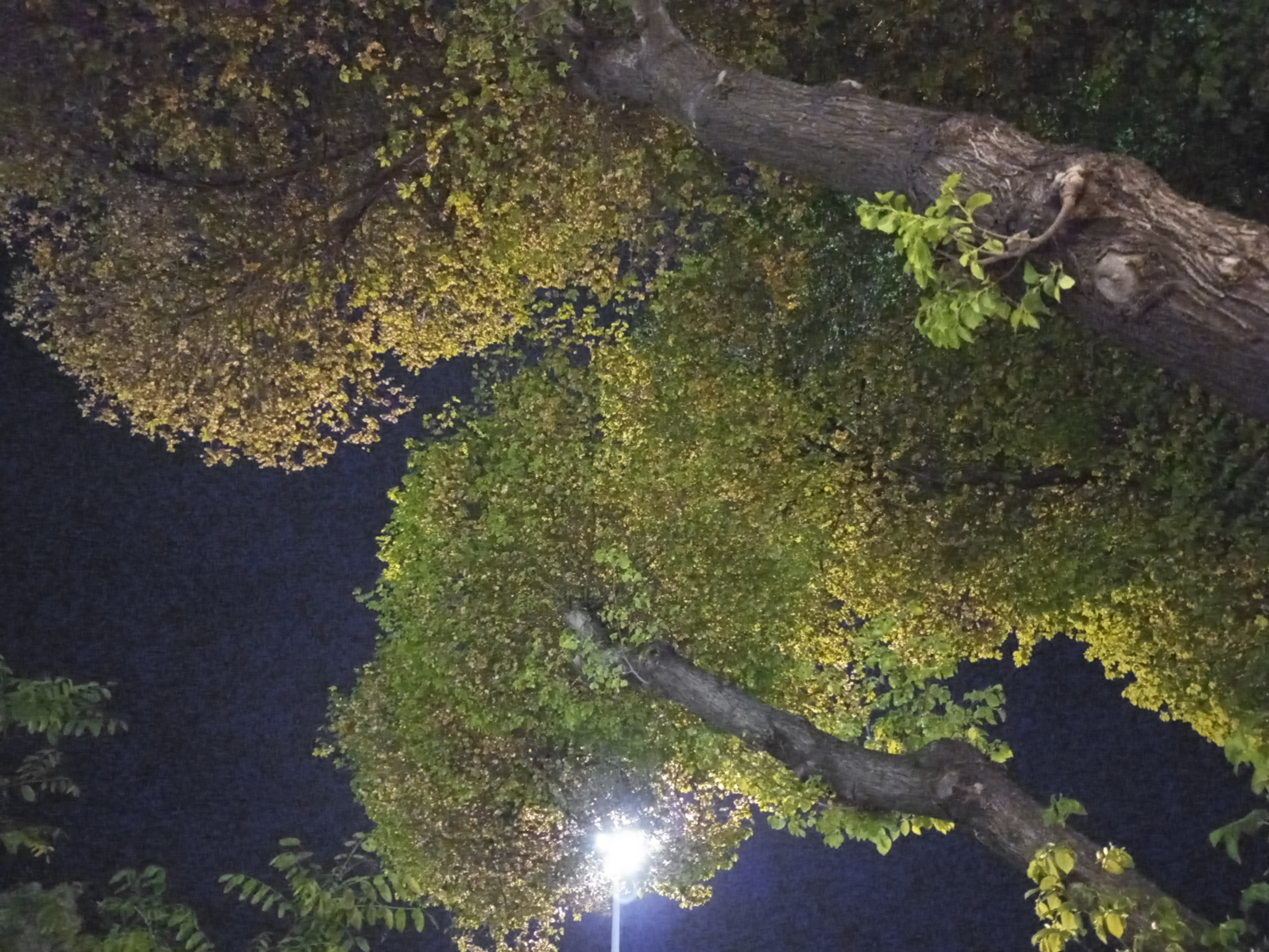 نمونه عکس دوربین اصلی ال جی K51S در شب - شاخ و برگ درختان در پارک