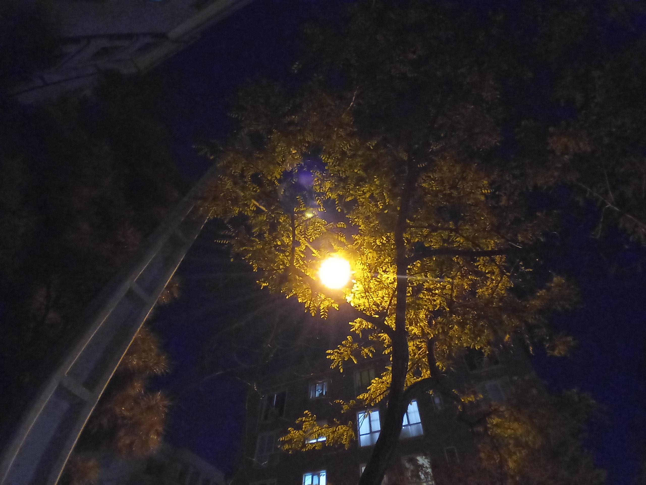 نمونه عکس دوربین اولتراواید ال جی K51S - ماه در بین درختان