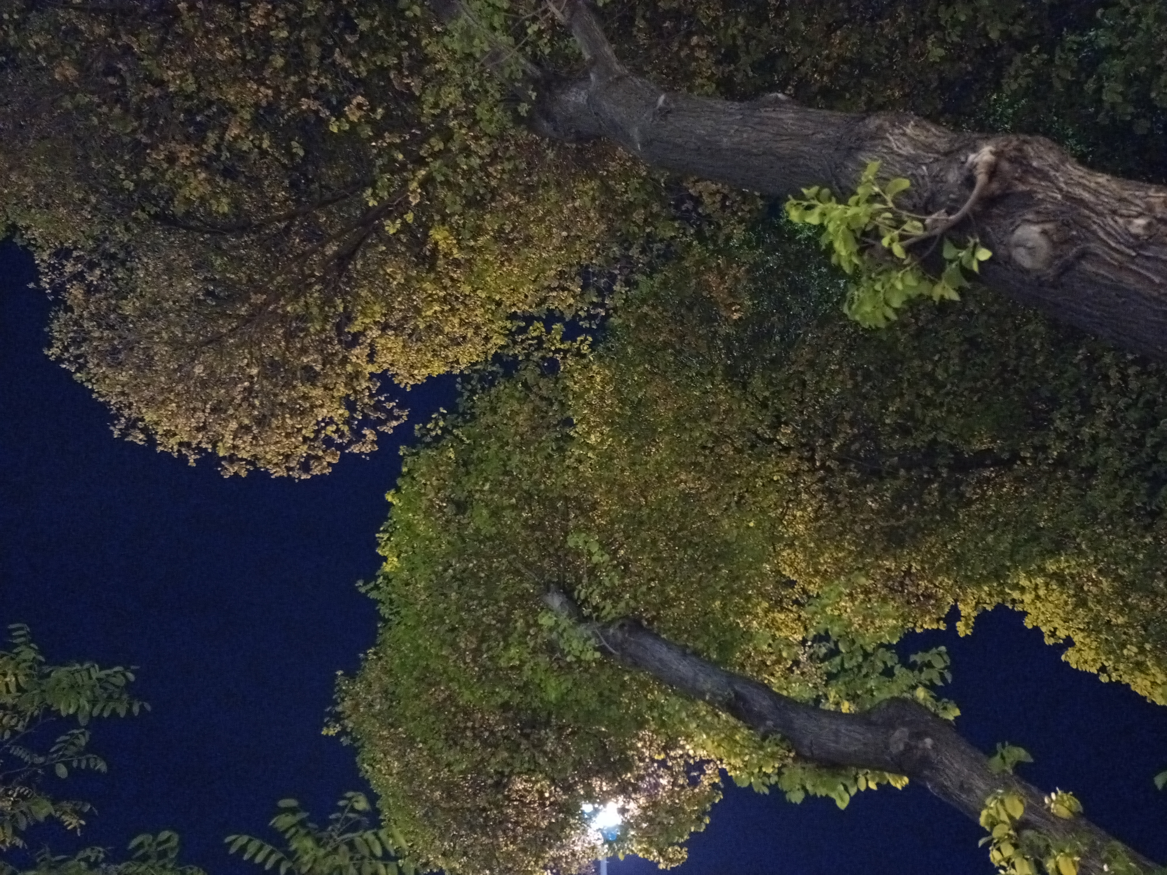 عکس نمونه دوربین اصلی ال جی K61 در نور کم - درختانی در میدان هفت حوض
