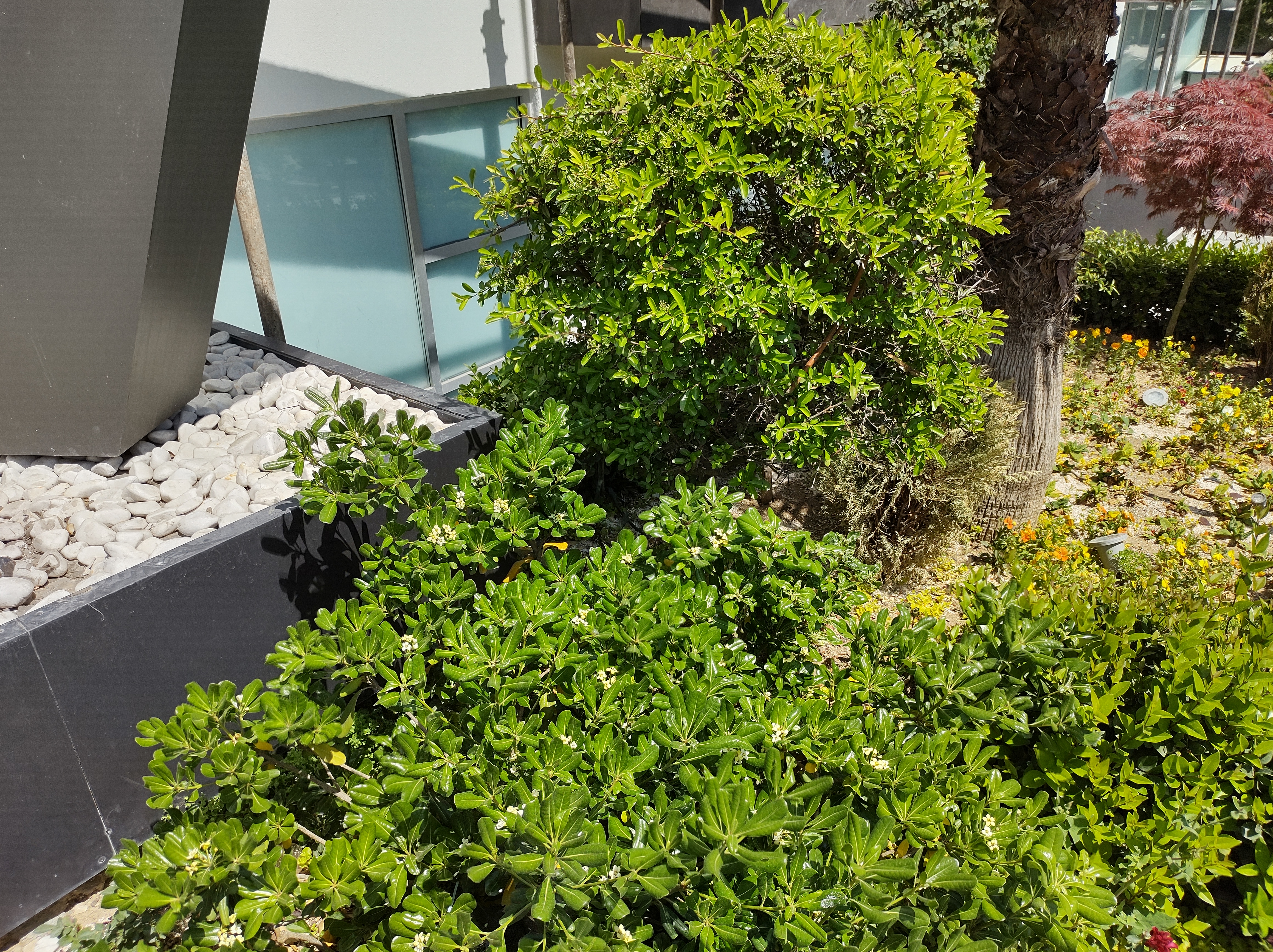 نمونه عکس دوربین اصلی موتورولا موتو جی ۹ پلاس در روز - گل و گیاه