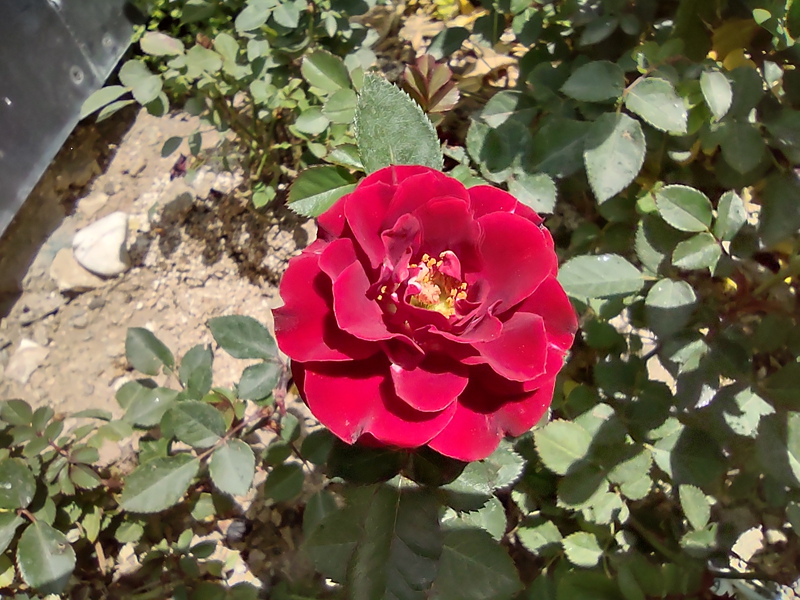 نمونه عکس دوربین ماکرو موتورولا موتو جی ۹ پلاس - گل و گیاه ۳
