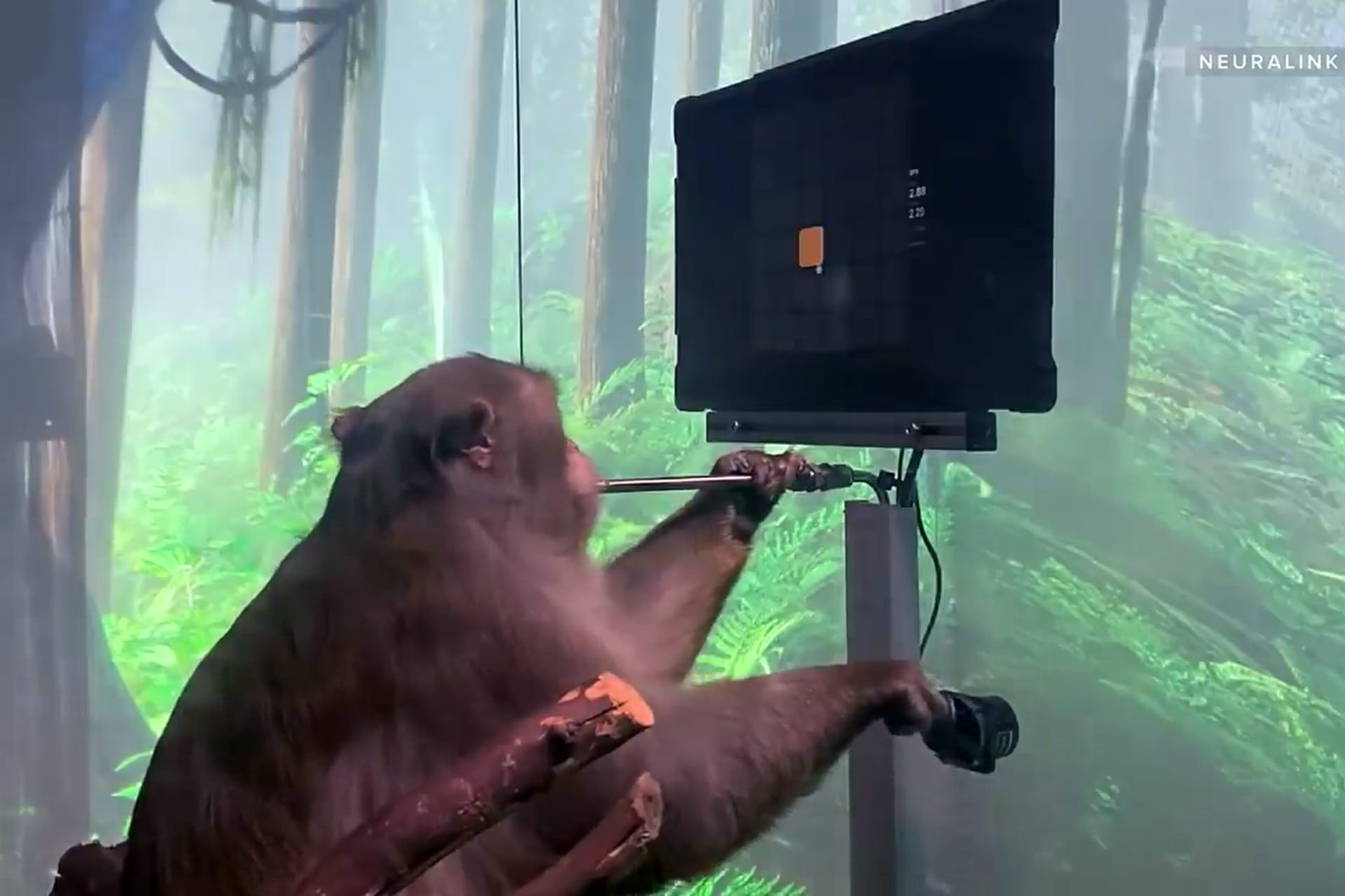 یک میمون با ایمپلنت مغزی نورالینک بازی Pong را انجام داد